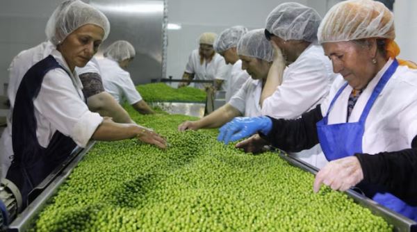 В России избыток гороха из-за невозможности увеличить его экспорт в Китай