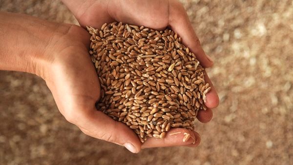 В Минсельхозе заявили о поставках РФ продукции АПК в 160 стран мира